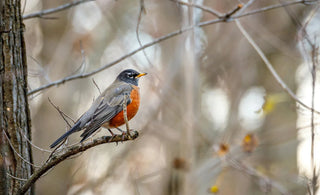Imbolc, Publishing, and The Coming of Robins